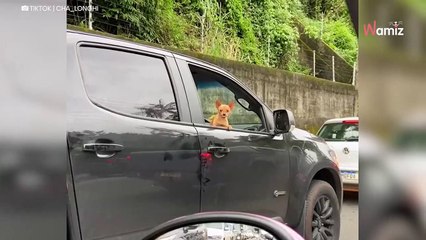 Le chien aperçoit un vétérinaire dans une voiture à côté de lui : sa réaction est à mourir de rire (vidéo)
