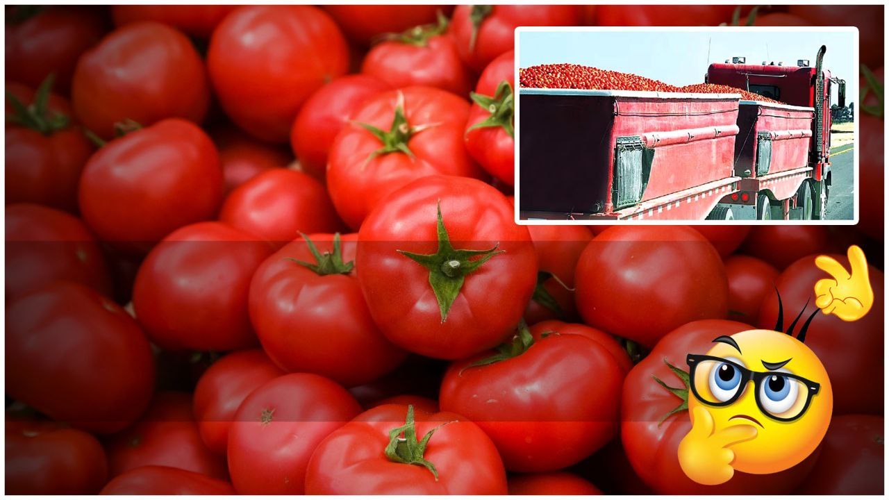 Tomato.. లారీ టమాటాతో డ్రైవర్ జంప్.. టమాటాల విల...