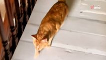 Chaque matin, ce chat va dire bonjour au lapin : 5,2 M de personnes n'en ratent pas une miette (vidéo)