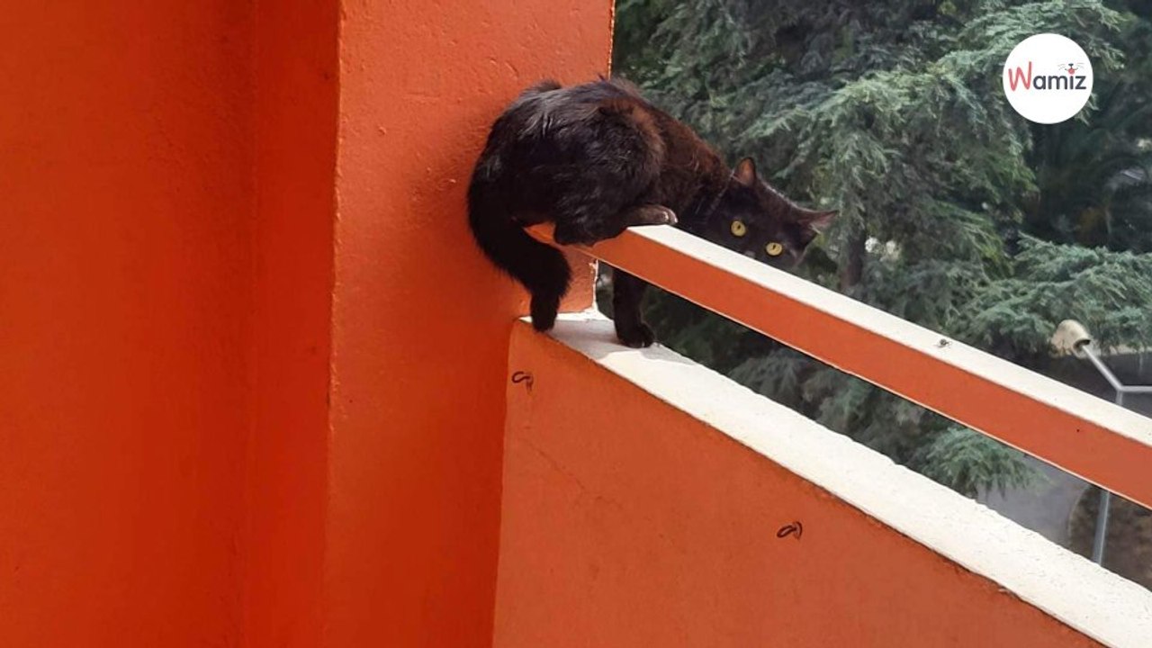 Depuis plusieurs semaines, des chats tombent d'un balcon du 4ème étage : elle décide de faire un signalement