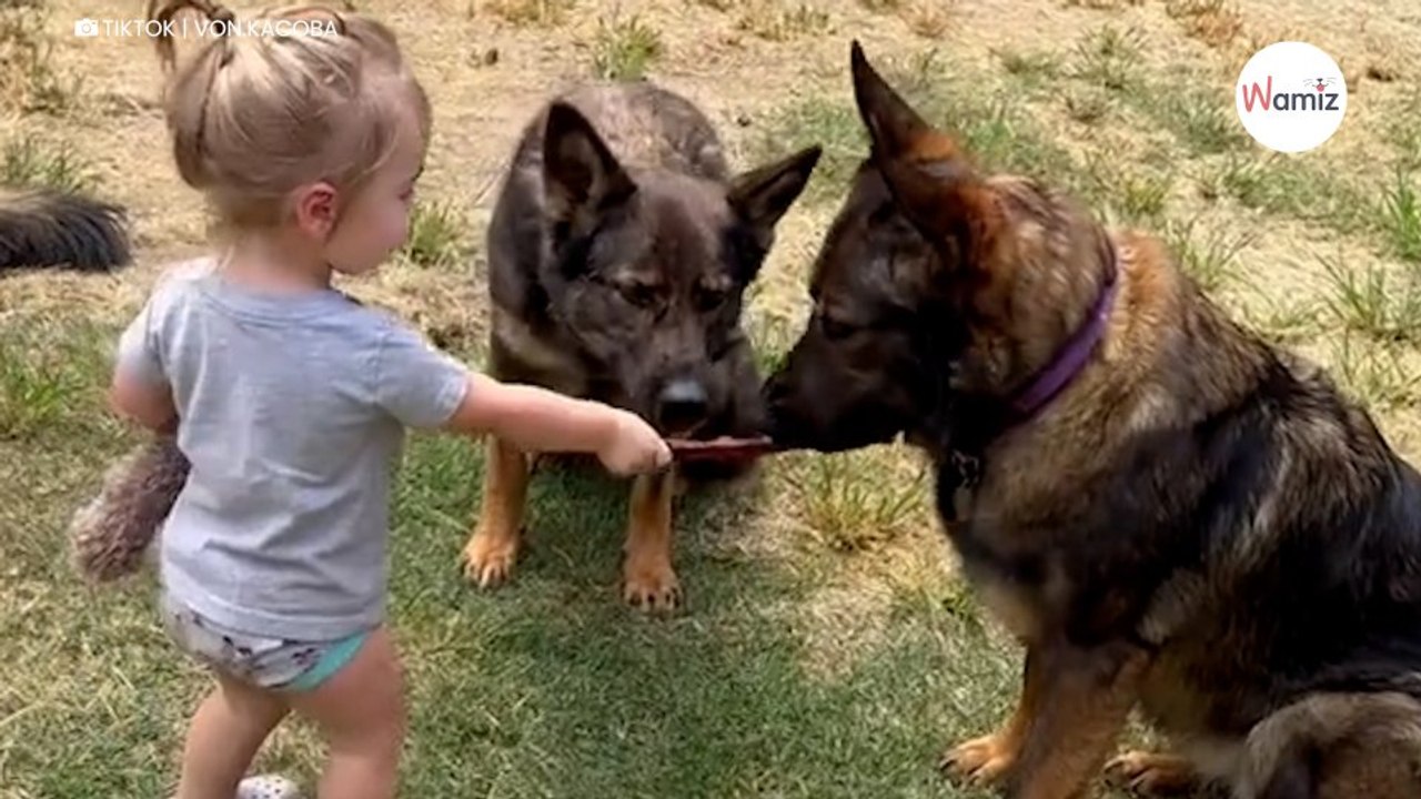 Le bébé s’avance vers les 7 chiens et a une réaction qui impressionne 300.000 personnes (Vidéo)