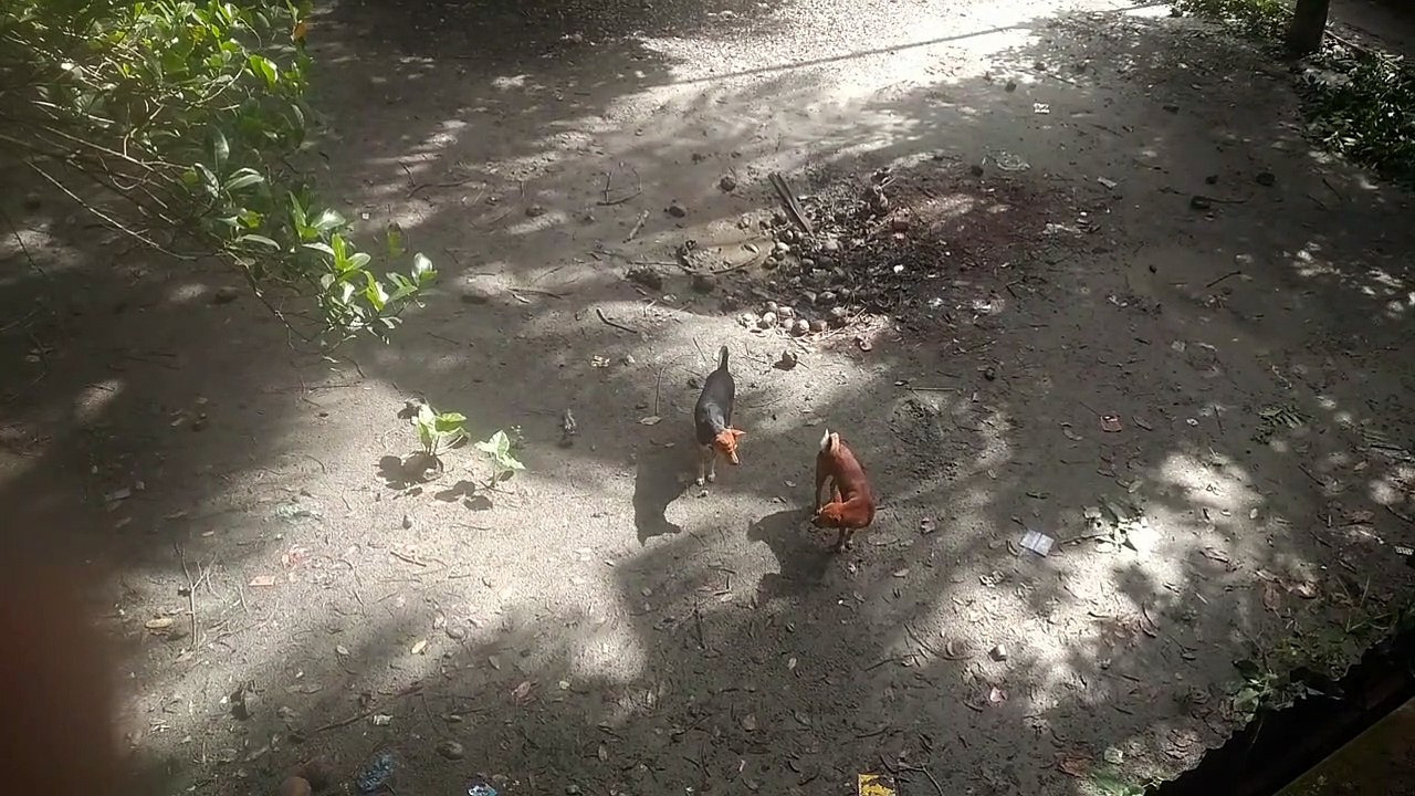 Dog playing