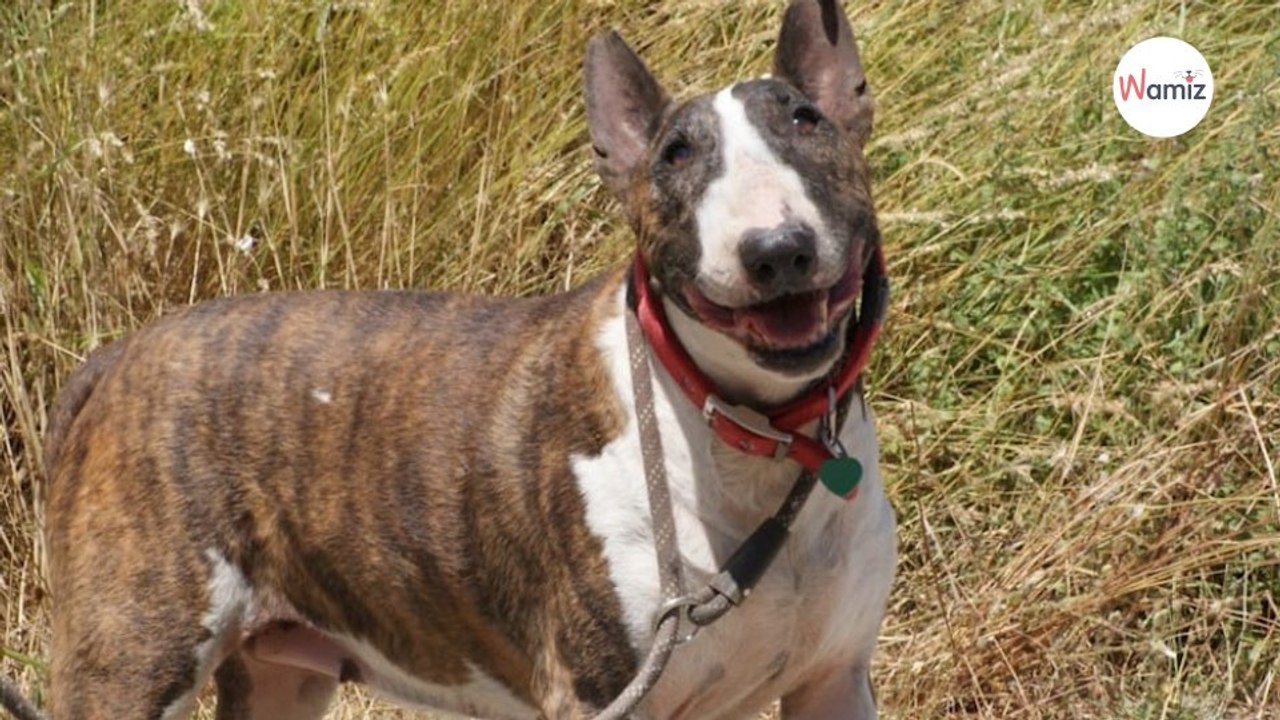 Trouvée errante, ses maîtres ne sont jamais venus la récupérer : qui offrira un panier retraite à cette chienne ?