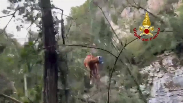 Due vitelli scivolano in un canalone, recuperati con l'elicottero