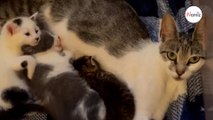 Sauvée sur un chantier avec sa portée, une chatte arrive dans une association et adopte un minuscule chaton (vidéo)
