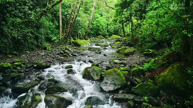 Tranquil Forest Stream Birds Chirping & Nature Sounds ASMR - 1 Hour of Serenity