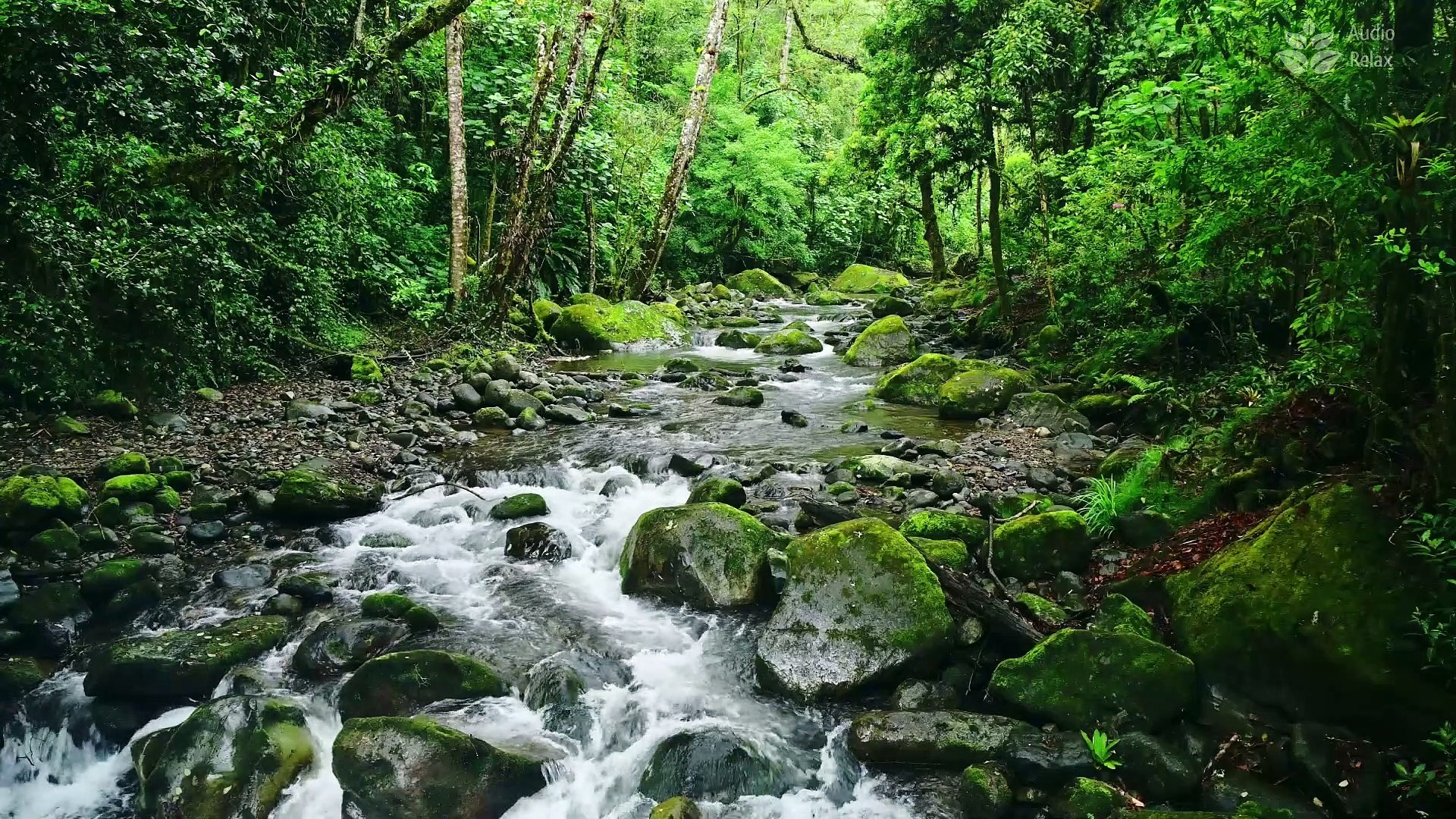 ⁣Tranquil Forest Stream  Birds Chirping & Nature Sounds ASMR - 1 Hour of Serenity