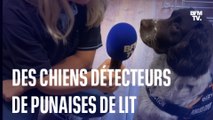 Pour détecter les punaises de lit, il est possible de faire appel à des chiens renifleurs