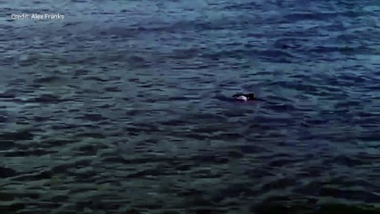 "Spectacular" moment porpoises seen swimming off Folkestone's coast