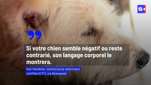6 façons dont les chiens expriment leur colère grâce au language corporel