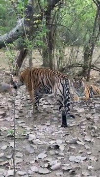 रणथम्भौर से बाघिन को सरिस्का भेजने का विरोध