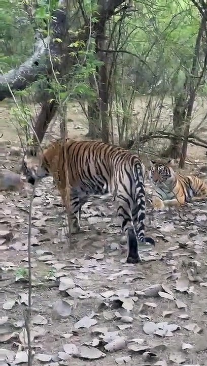 रणथम्भौर से बाघिन को सरिस्का भेजने का विरोध