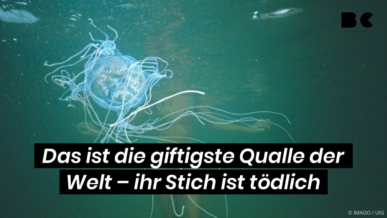 Das ist die giftigste qualle der welt – ihr stich ist tödlich