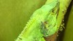 Owner removes shed skin from the face of his black spiny tailed iguana