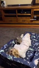 Tout-petit joue avec Pet Wombat
