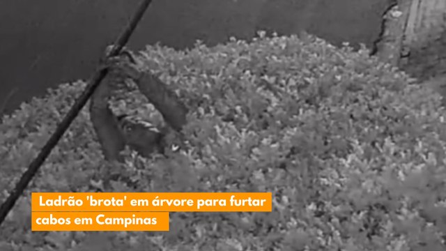 Ladrão 'brota' em árvore para furtar cabos em Campinas