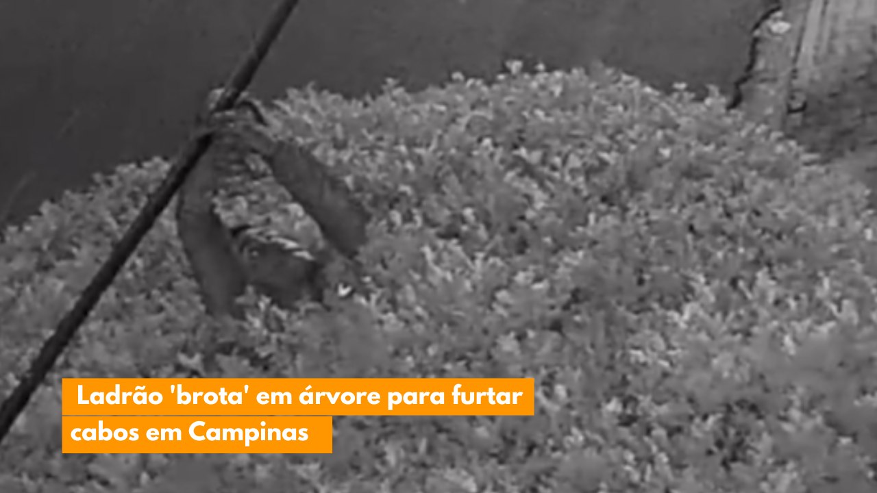 Ladrão 'brota' em árvore para furtar cabos em Campinas