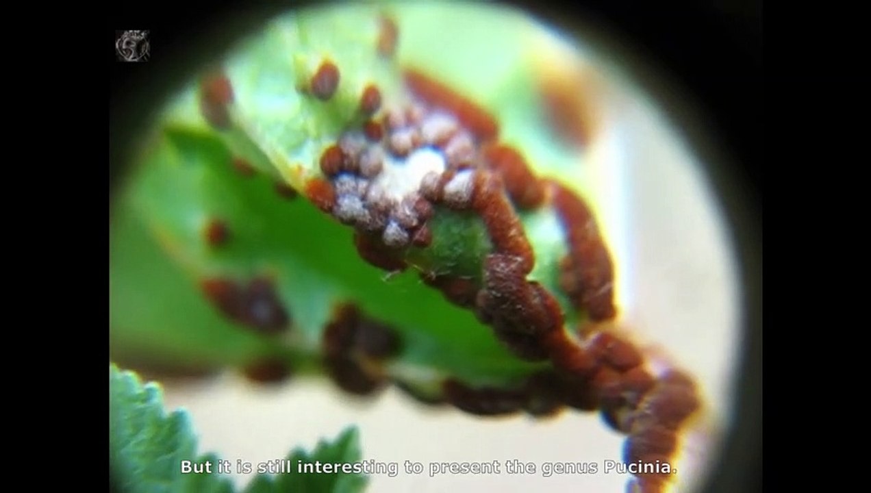 Puccinia malvacearum. Champimaginatis. English Text