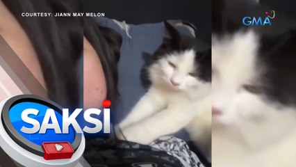 Alagang pusa, nagsisilbing masahista sa kanyang fur mom | Saksi