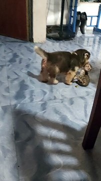 Chiot Husky mignon transporte un chaton