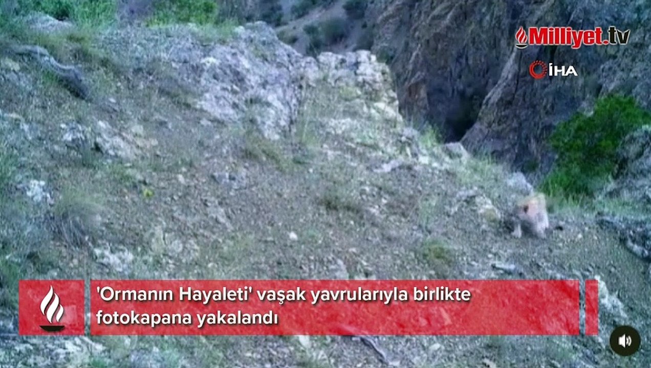 'Ormanın Hayaleti' vaşak yavrularıyla birlikte görüntülendi