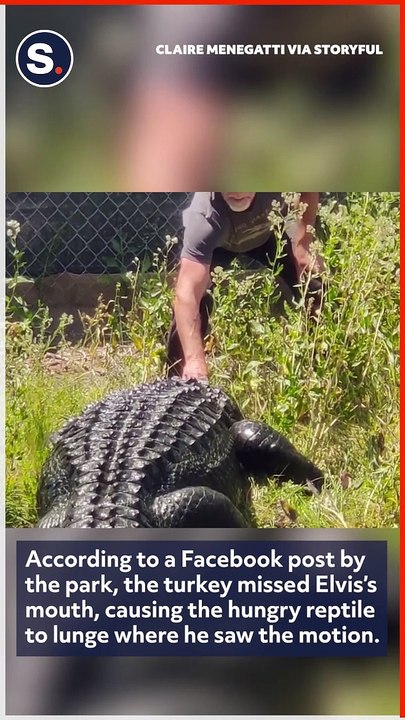 Worker Has to Dodge Hungry Gator During Feeding Time at Reptile Park