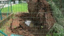 Maltempo nel Lecchese, gli alberi caduti a Merate