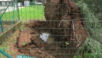 下载视频: Maltempo nel Lecchese, gli alberi caduti a Merate