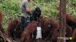 How Young Orangutans Are Taught to Fear Snakes  Orangutan Jungle School   Smithsonian Channel