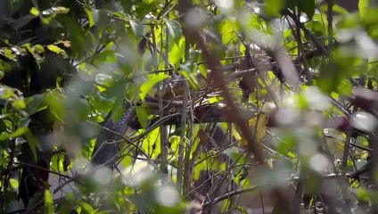 Intense Two King Cobras Fight for a Nearby Queen  Into the Wild India   Smithsonian Channel