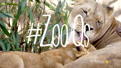 The Four-Year Journey to a Perfect Lion’s Mane