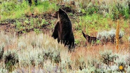 The Small Killer Threatening the Future of Yellowstone