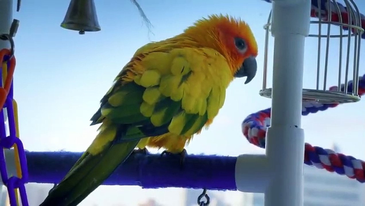This Grumpy Cat & Bubbly Parakeet Are ‘Frenemies’ ‍⬛ Smithsonian ...