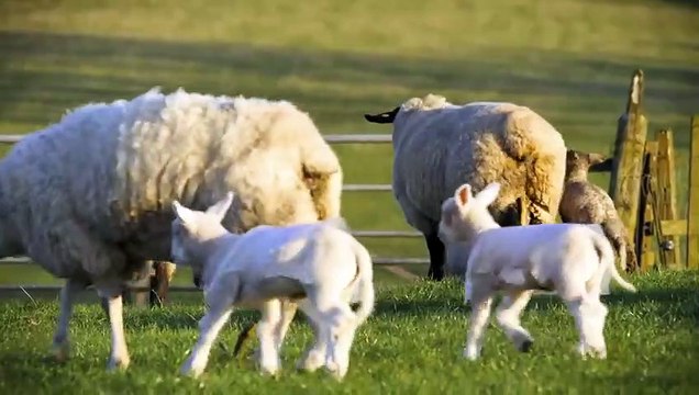 This Giant Rabbit Is Like a Mother for Orphan Lambs Amazing Animal Friends Smithsonian Channel