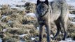 This Lone Wolf Weighs Up a Solo Attack on an Injured Elk  Epic Yellowstone   Smithsonian Channel