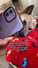 Hombre se despide de su perrito por videollamada antes de su muerte