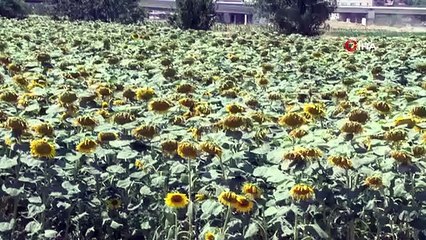 Président Kirbic： Les prix du pétrole ne sont en fait pas chers