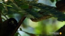 Tree Frog Effortlessly Skydives Away from Hungry Snake