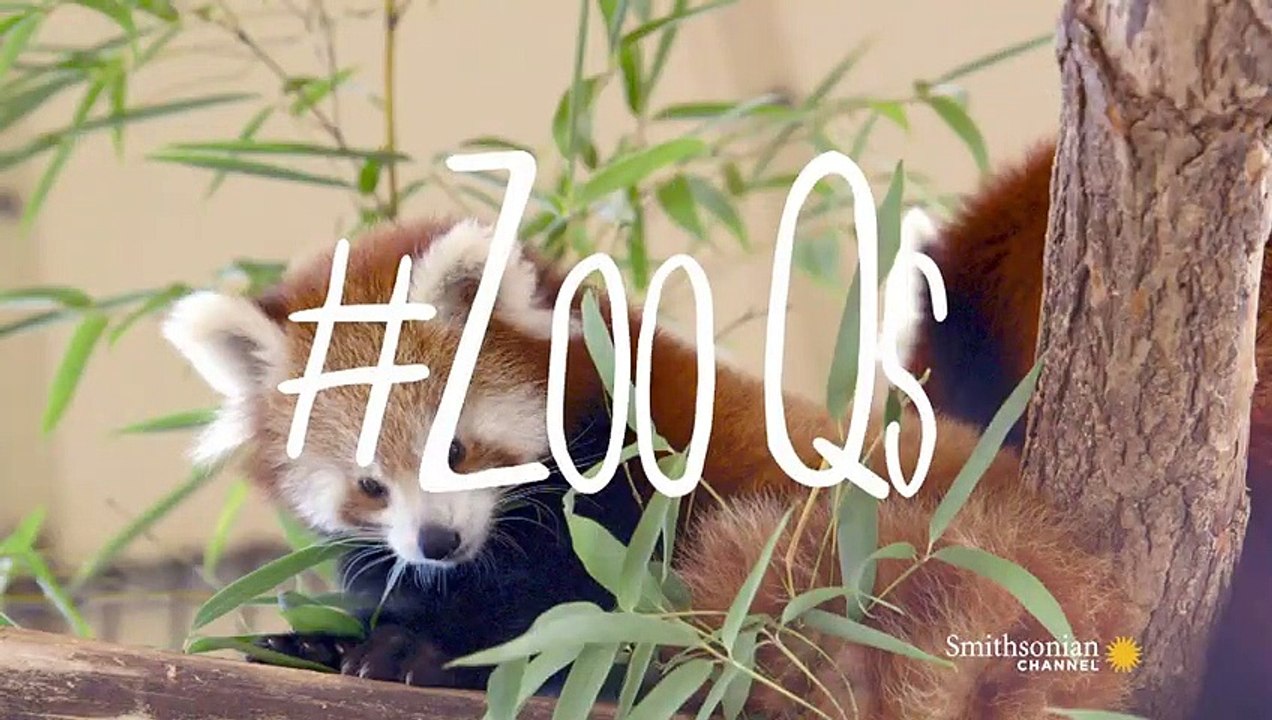 Unbelievably Heartwarming Footage of Baby Red Pandas