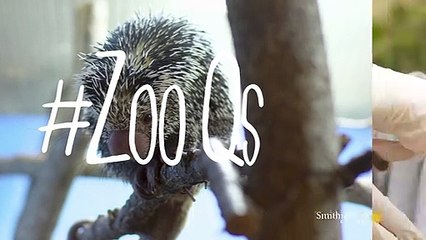 What Is a Baby Porcupine Called