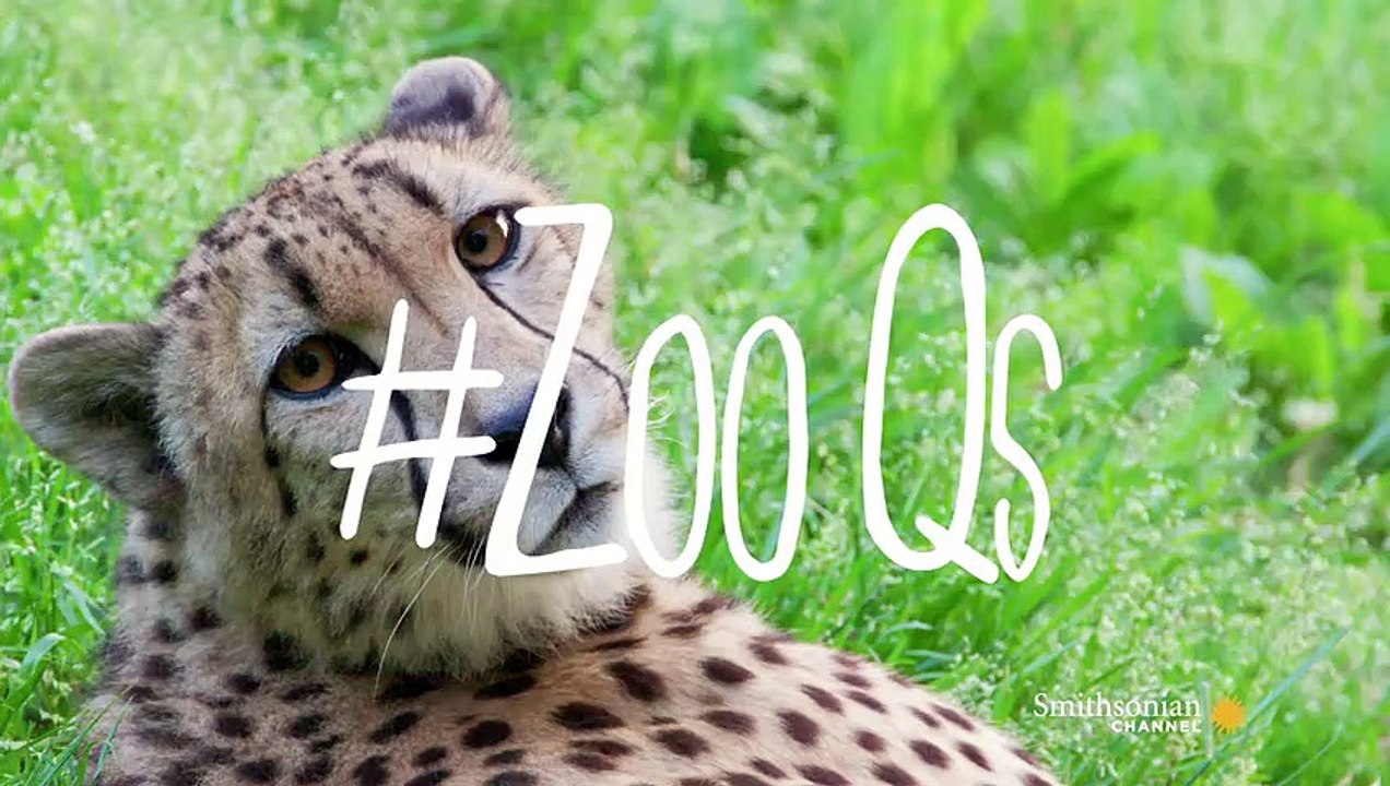 Why Do Cheetahs Have Tear Lines