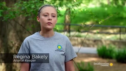 Wild Inside the National Zoo Cheetah Coalition