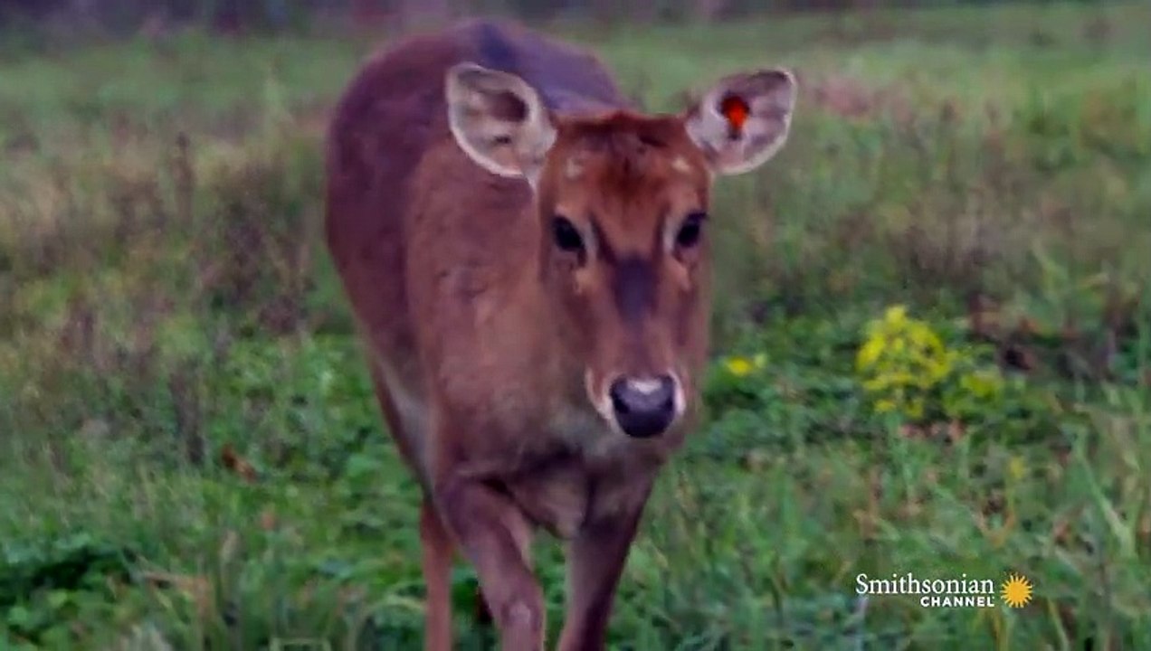 Wild Inside the National Zoo Saving the Last Wild Horses