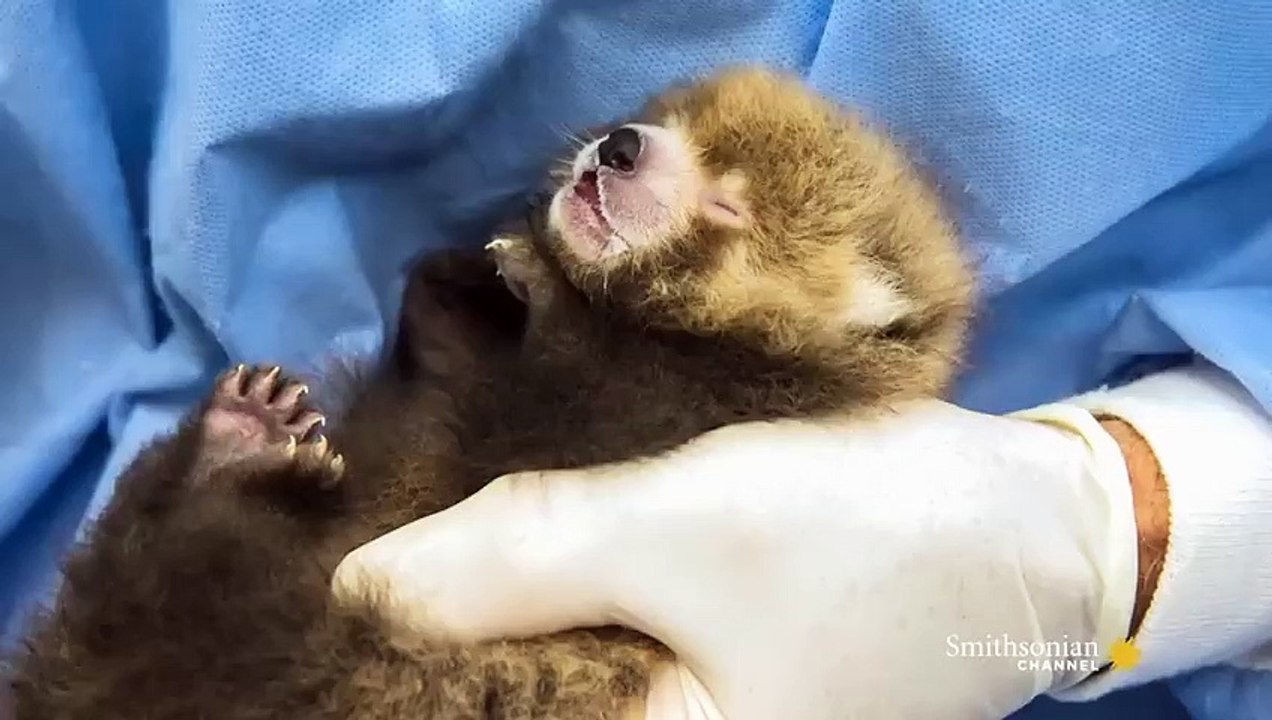 Wild Inside the National Zoo Raising Red Pandas