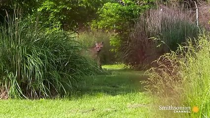 Wild Inside the National Zoo The Future of Maned Wolves