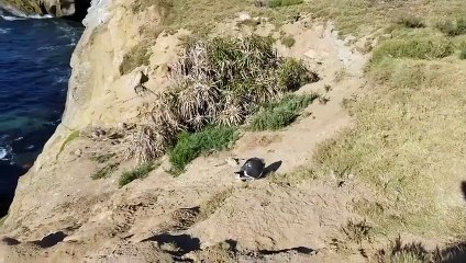 A Gull Bird Rips a Rabbit Apart  Battle For Food