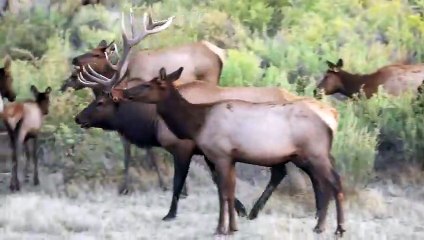 A Mother Grizzly Eats a Newborn Elk Alive !!