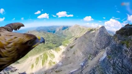 An Eagle Cuts Off A Duck's Head In Seconds