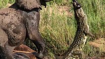 Baby Elephant Becomes a Tasty Feast For The Crocodile !!
