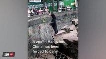 Zoológico de China salió a desmentir rumores sobre gente disfrazada como osos